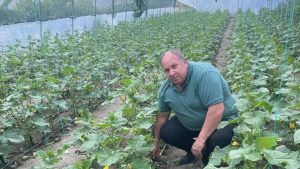 Seralarda Üretilen İlk Yerli Salatalıklar Satışa Çıkıyor