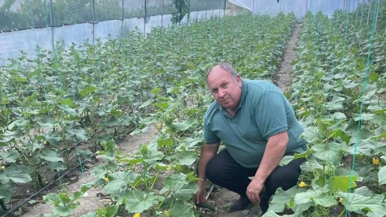 Seralarda Üretilen İlk Yerli Salatalıklar Satışa Çıkıyor